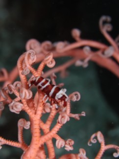 テズルモズルカクレエビ