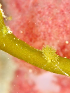 ハダカモウミウシSP