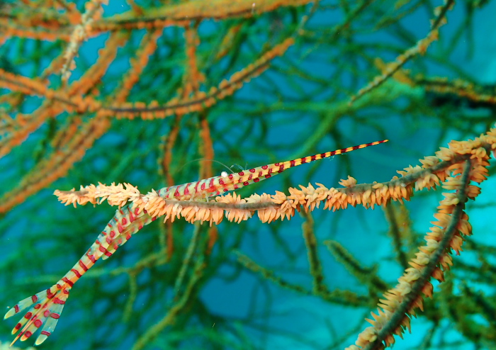 ゴルゴニアンシュリンプ