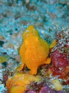 イロカエルアンコウ