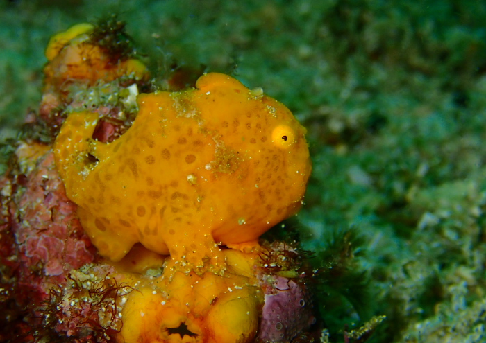 イロカエルアンコウ