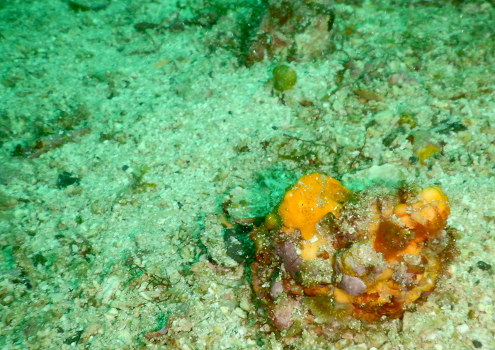 イロカエルアンコウ