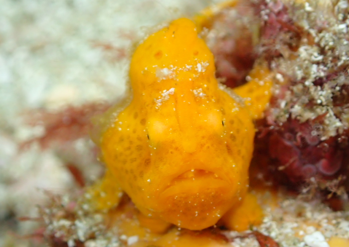 イロカエルアンコウ