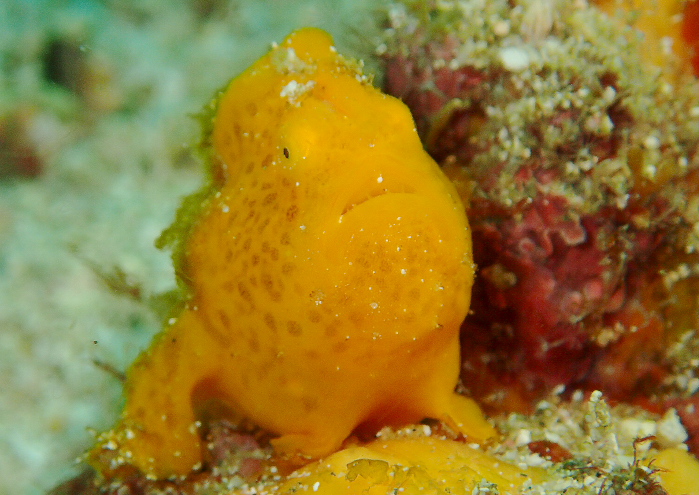 イロカエルアンコウ