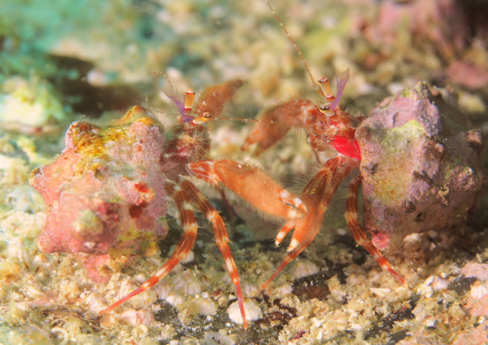 テブクロイトヒキヤドカリ