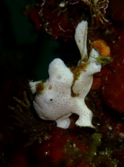 オオモンカエルアンコウ