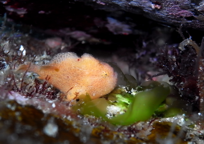 ベニカエルアンコウ