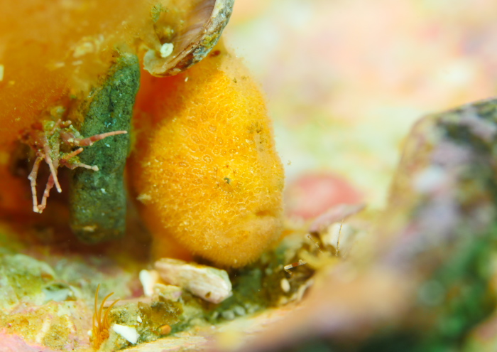 ベニカエルアンコウ