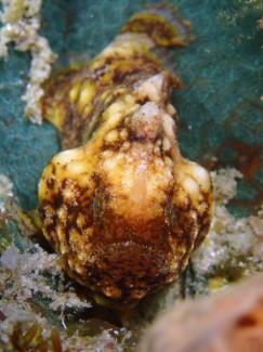 カエルアンコウモドキ