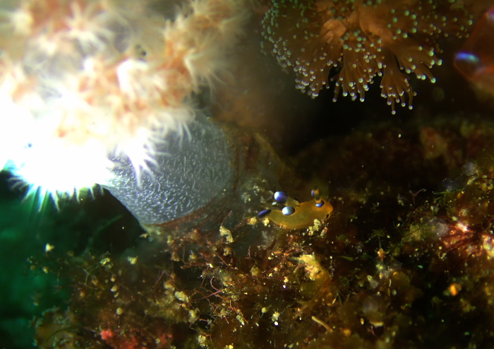 ウデフリツノザヤウミウシ