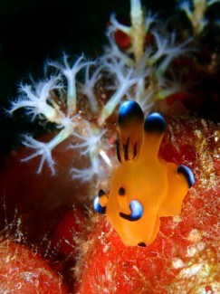 ウデフリツノザヤウミウシ