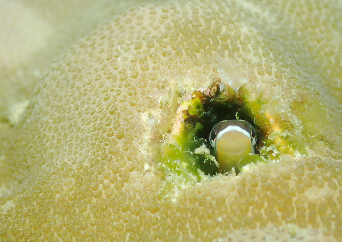 テンクロスジギンポ