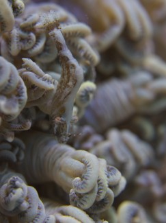 アザミカクレモエビ