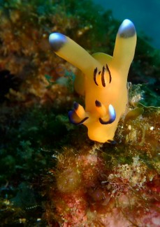 ウデフリツノザヤウミウシ