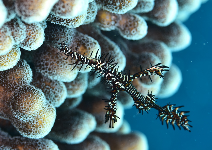 ニシキフウライウオ