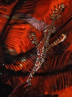 ニシキフウライウオ