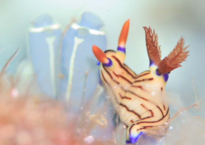 クロスジリュウグウウミウシ