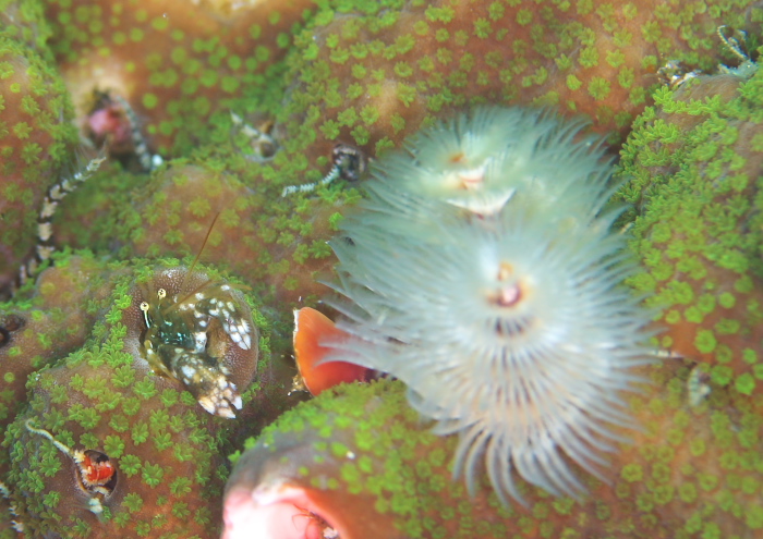 カンザシヤドカリ属の一種