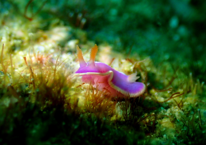 フジイロウミウシ