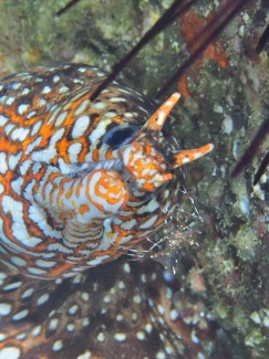 ベンテンコモンエビ