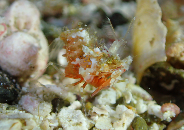 サガミツノメエビ