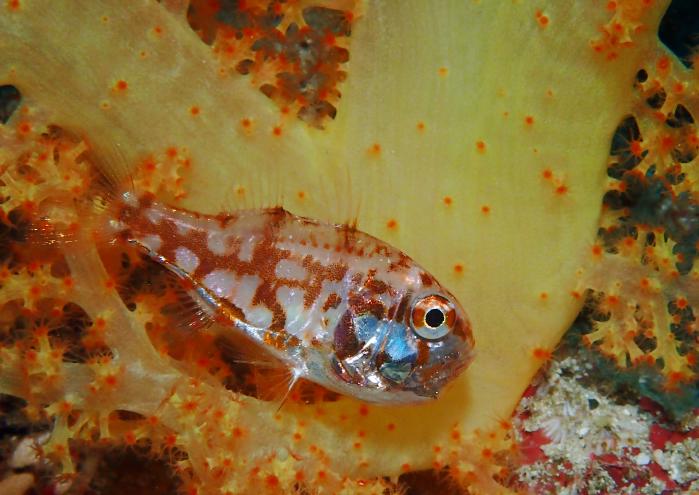 イナズマヒカリイシモチ