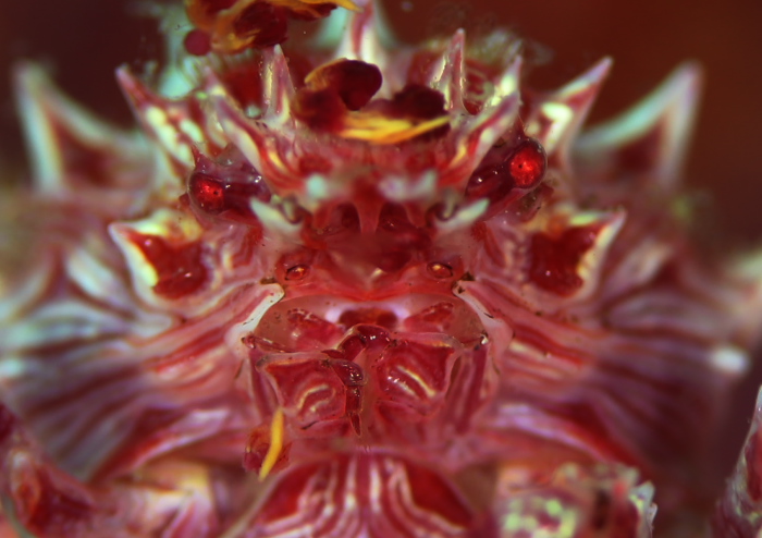 イソコンペイトウガニ