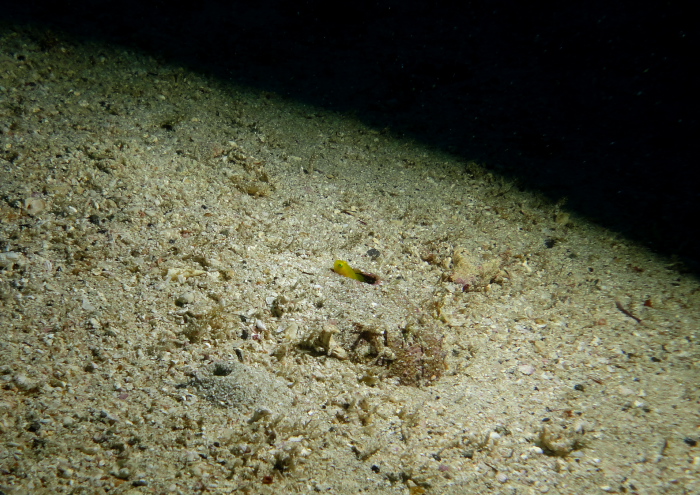 ミジンベニハゼ