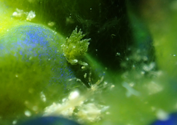 ミドリアマモウミウシ