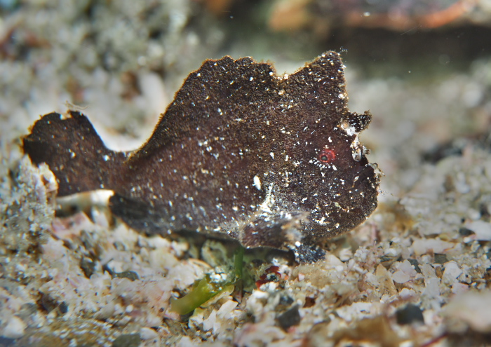 ヒメヒラタカエルアンコウ