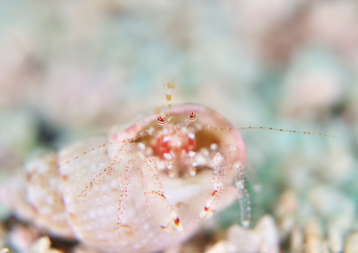 ネジレヤドカリ属の1種