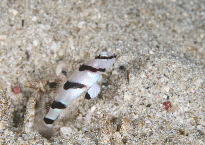 キツネメネジリンボウ