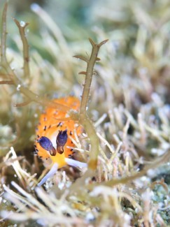 ツルガチゴミノウミウシ