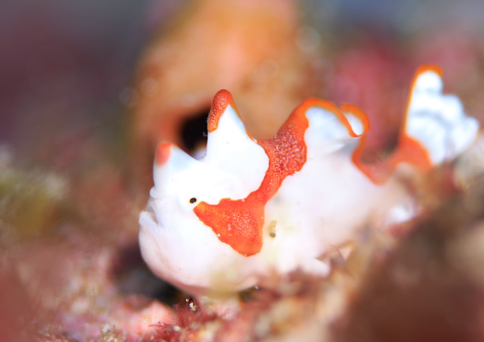 クマドリカエルアンコウ