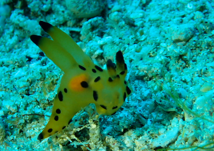 カンナツノザヤウミウシ