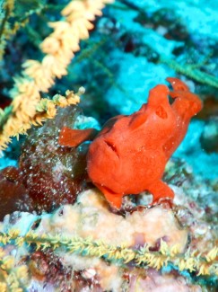 イロカエルアンコウ