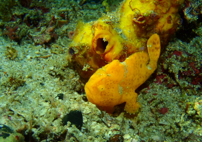 イロカエルアンコウ