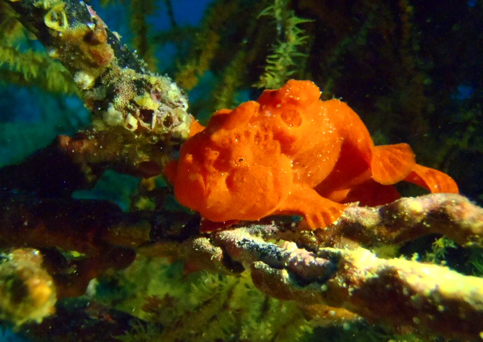 イロカエルアンコウ