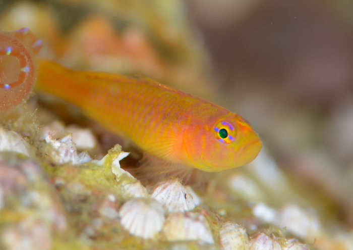 ナガシメベニハゼ