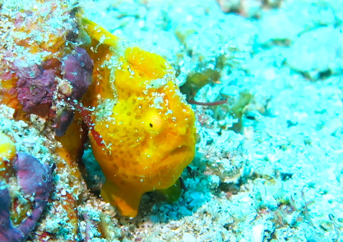 カエルアンコウ