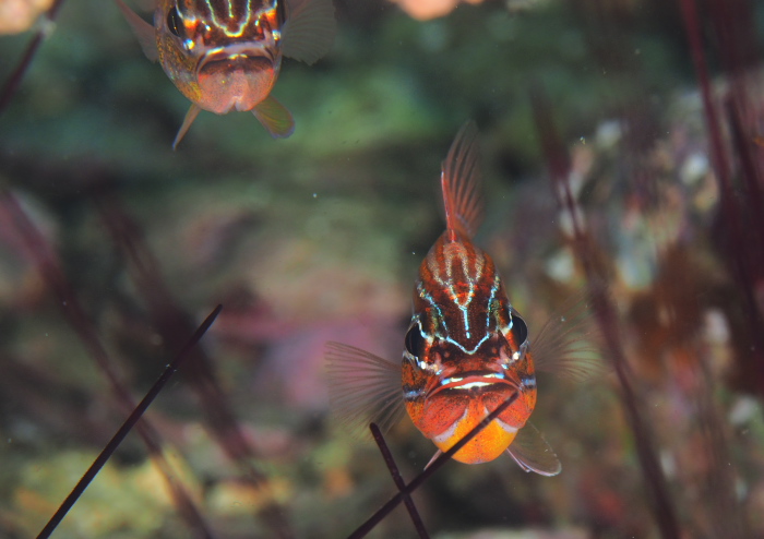 キンセンイシモチ