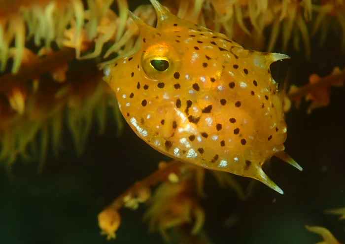 シマウミスズメ