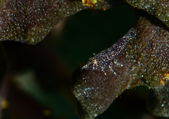 パロンシュリンプ