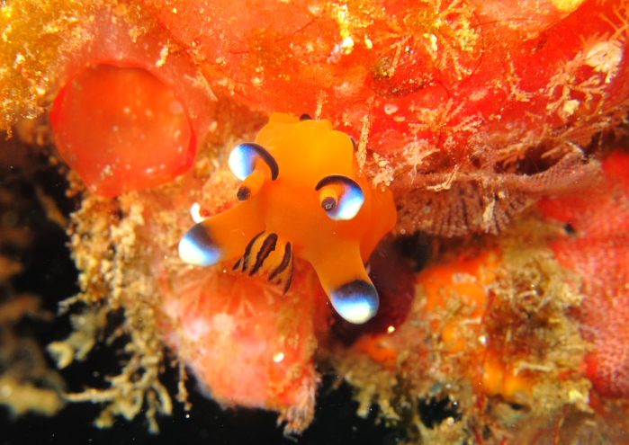 フデフリツノザヤウミウシ