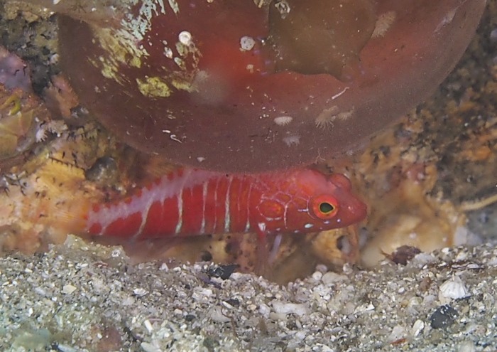 オシャレハナダイ