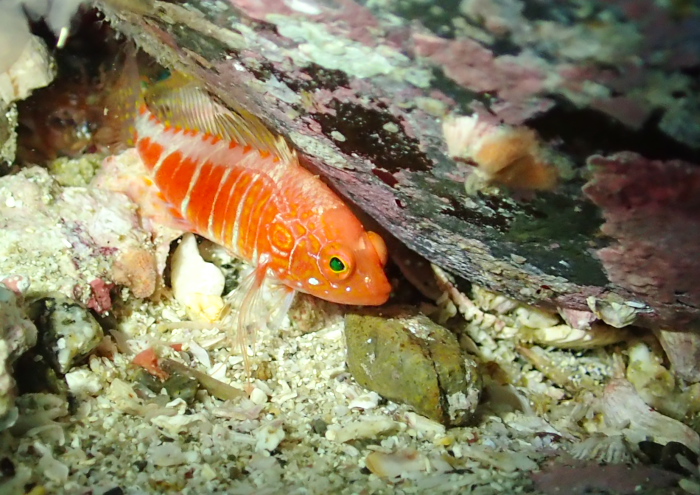 オシャレハナダイ