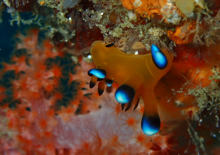 ウデフリツノザヤウミウシ