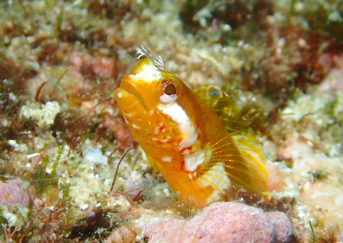 ハダカコケギンポ