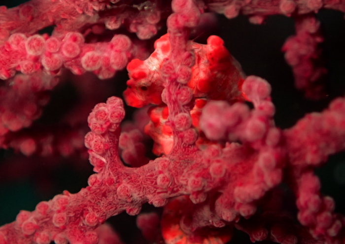 ピグミーシーホース