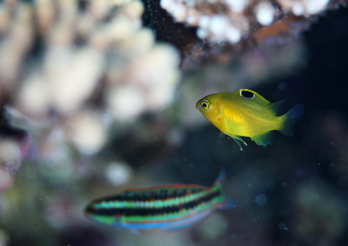 アイスズメダイ